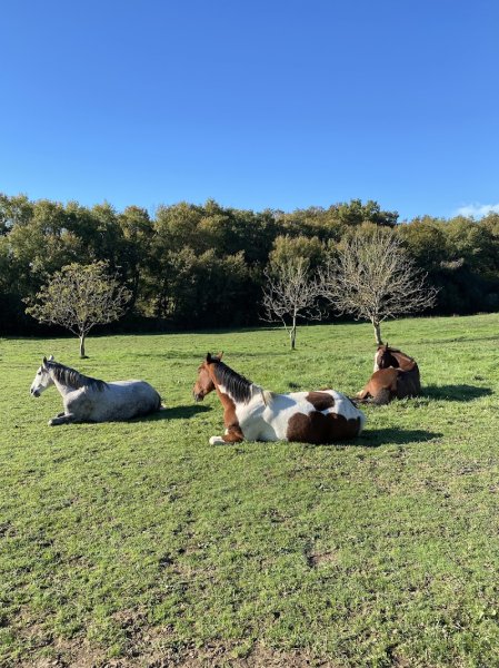 Les Ecuries Jeline - photo 2