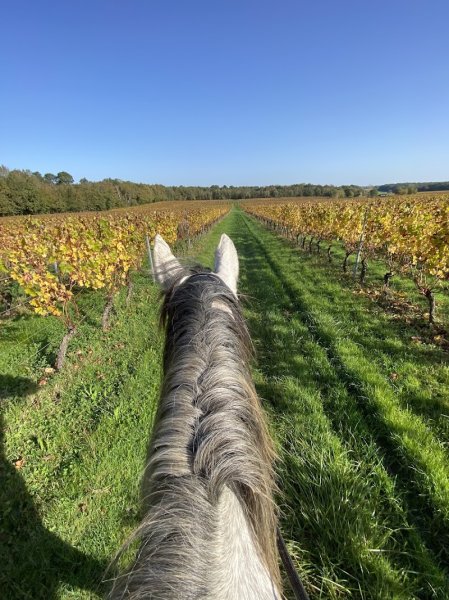 Les Ecuries Jeline - photo 3