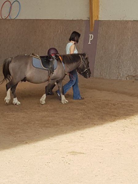 DOMAINE EQUESTRE de SAINT MARTIN D'ABBAT - photo 3