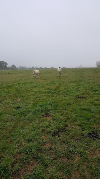 Ecurie De La Fatiere - photo 3