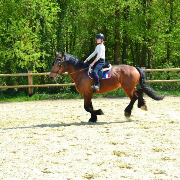 ECURIES DE LA CHAUSSEE - photo 1