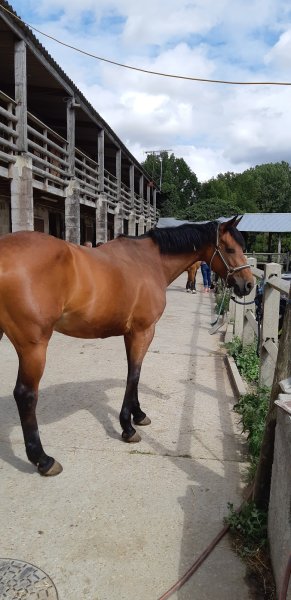 ECURIES DE LA CHAUSSEE - photo 2