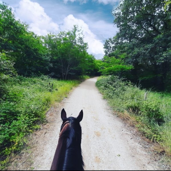 Ecurie de rossinante - photo 2