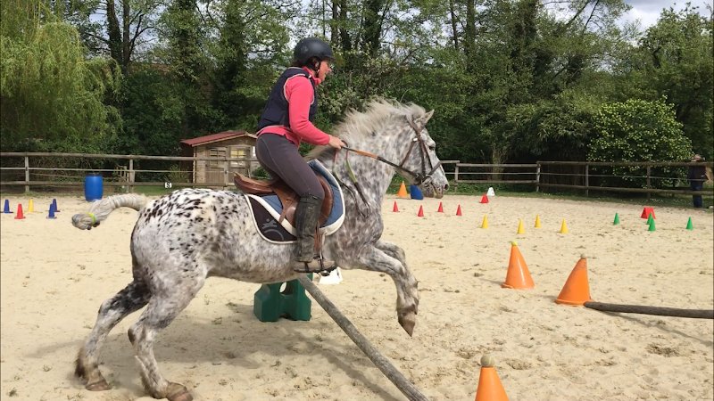 Les Ecuries du Shamrock - photo 2