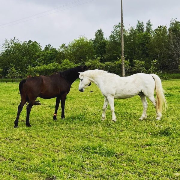 Ecurie Active Alpha Pelipa - photo 2