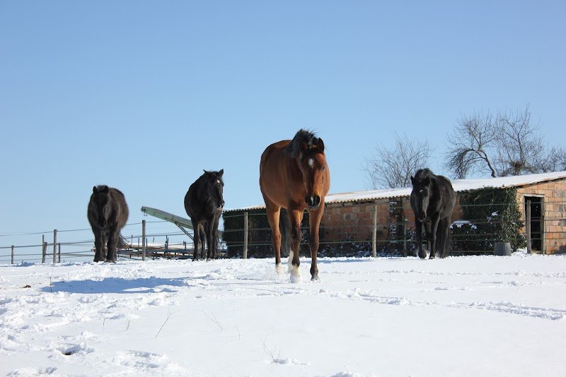 Ecuries la Bordette - photo 3