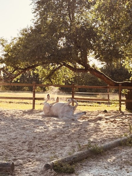 Domaine équestre d’Aarlin Paddock paradise (visite sur RDV) - photo 3