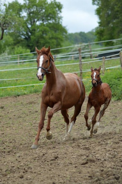 Écurie Déborah Lefebvre - photo 1