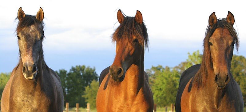 Les Ecuries du Trait Blanc - photo 1