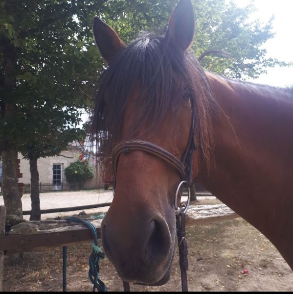 Centre Equestre de L'Epineau