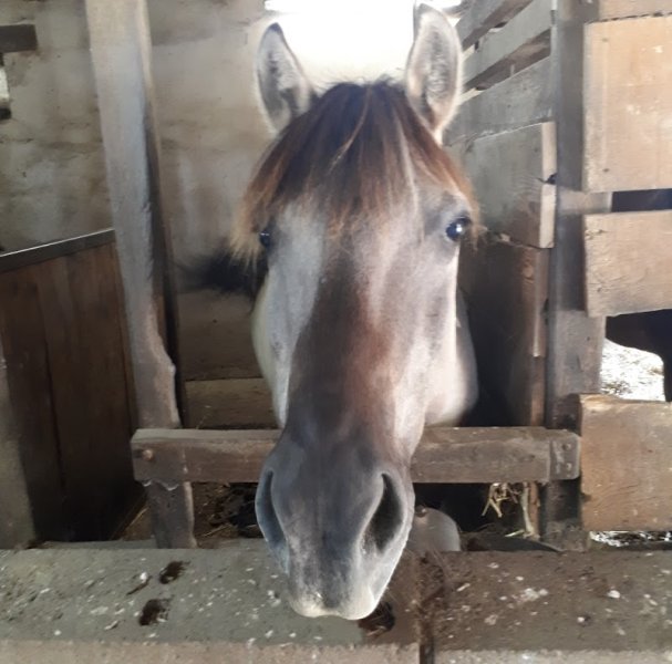 Centre Equestre de L'Epineau - photo 3