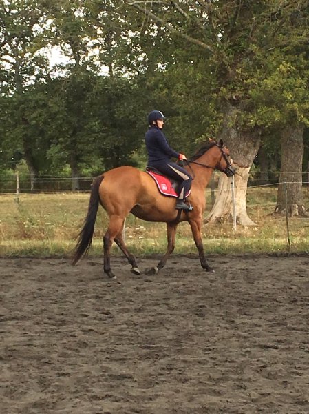 Ecurie du Domaine de la Javelotière - photo 2