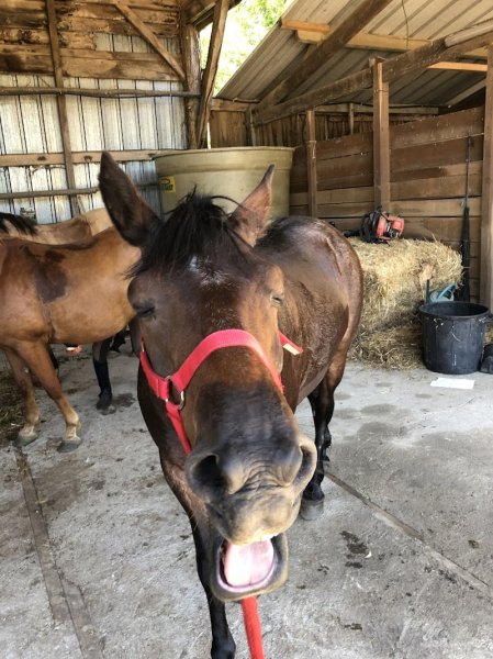 Ecurie du Domaine de la Javelotière - photo 3