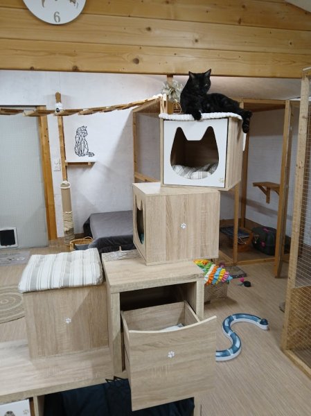 pension 36 - l'épopée féline - photo 2