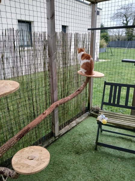 pension 36 - l'épopée féline - photo 3