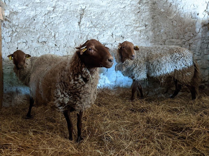 Ecuries du dernier recours - photo 1