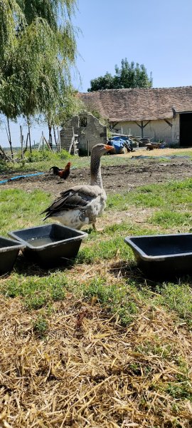 Ecuries du dernier recours - photo 2