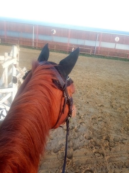 Les Chevaux de la Lande