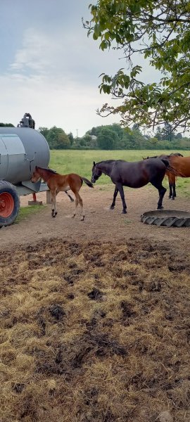 ecurie val de creuse - photo 1