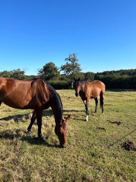 Domaine équestre Les Moreaux - photo 2
