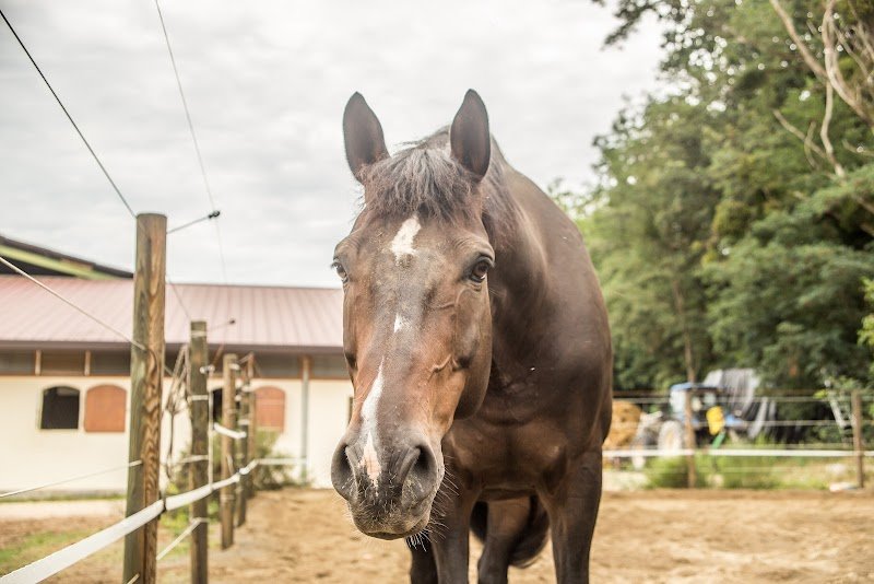 Ecuries Vineuil Jump - photo 3