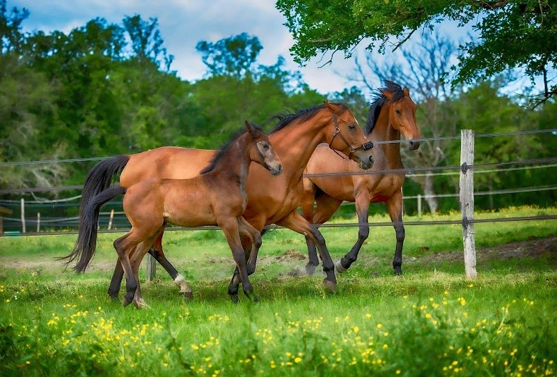 ELEVAGE DEL NAT CHEVAUX CSO