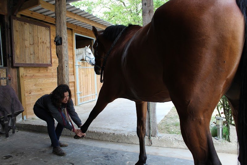 ELEVAGE DEL NAT CHEVAUX CSO - photo 2