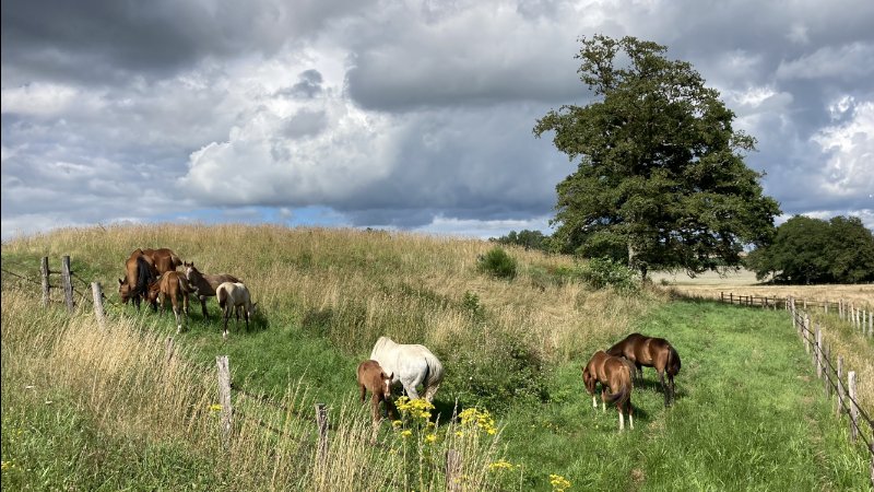 Elevage Tee - chevaux et poneys de sport - photo 1