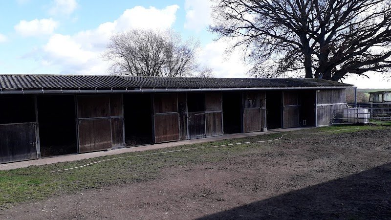 Elevage Tee - chevaux et poneys de sport - photo 2