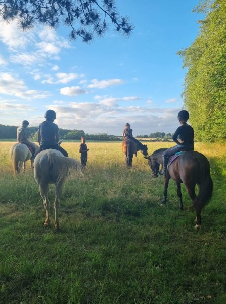 Pension Écurie les Crins de Lhommaize - photo 2