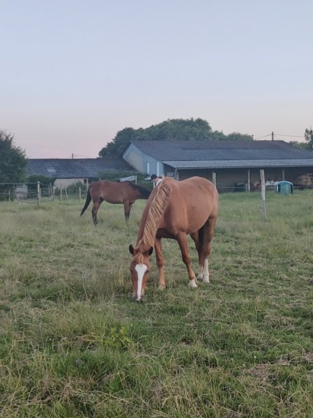 Pension Le Coquelicot - photo 2