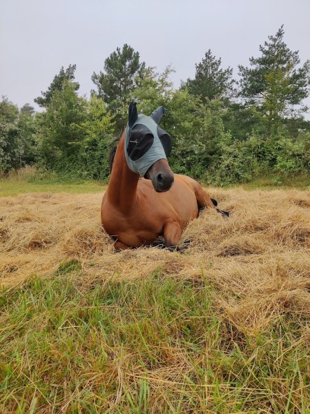 Pension Le Coquelicot - photo 3