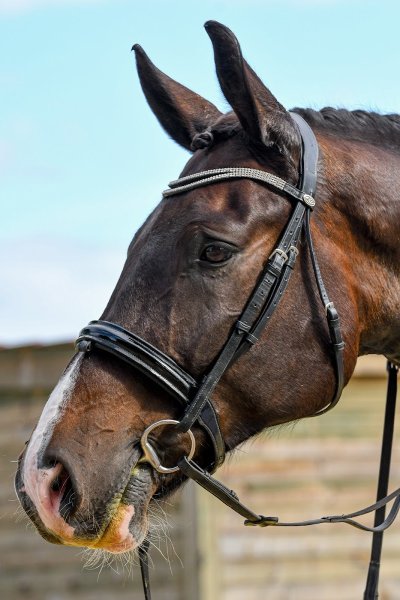 Écurie du Moulin, Antoine Lambert Écurie de propriétaire Indre et Loire - photo 2