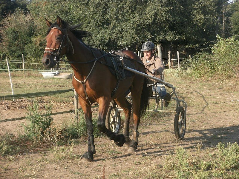 Haras du Cap Manvieux - photo 2