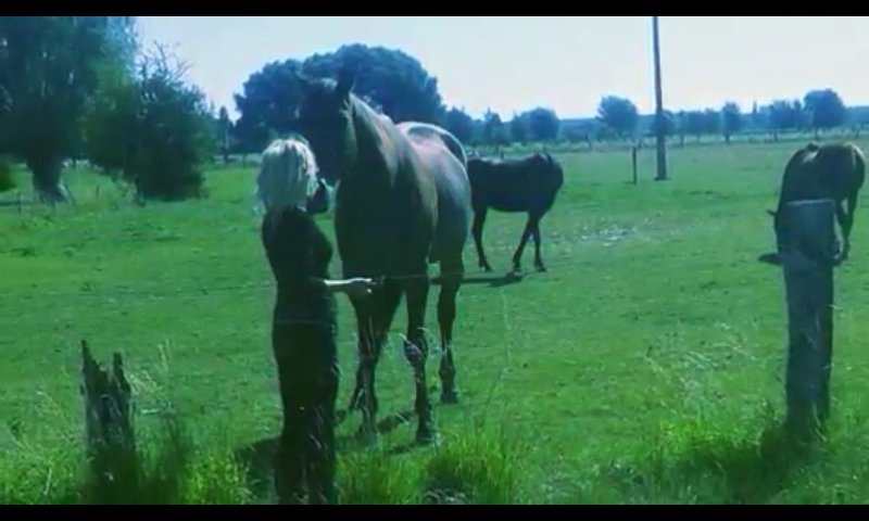 C.S.A Chevaux sans abri - photo 2