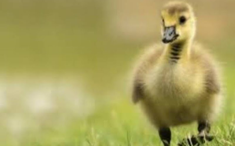 C.S.A Chevaux sans abri - photo 3