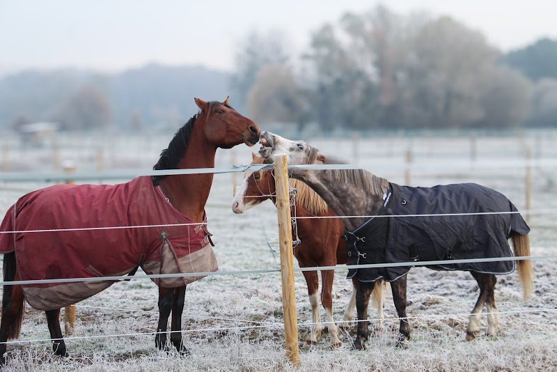 Ecurie des Archets - photo 3