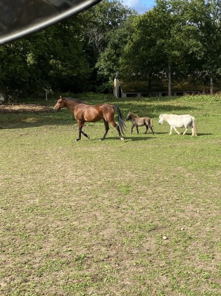 HARAS DES COURTILLETS - photo 1