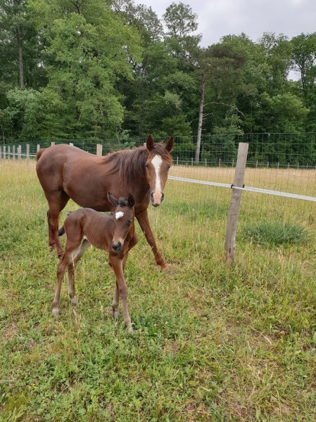 Haras du Gremillon - photo 2