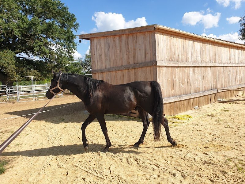 Haras du Gremillon - photo 3