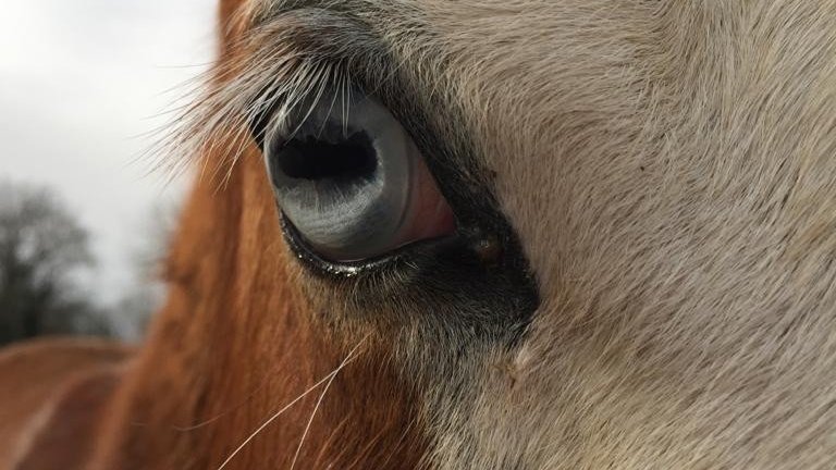 Elevage Chevaux de Gaïa - Paint et Quarter Horses - photo 1