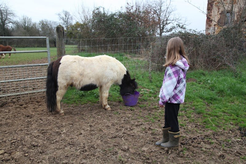 Elevage Chevaux de Gaïa - Paint et Quarter Horses - photo 2