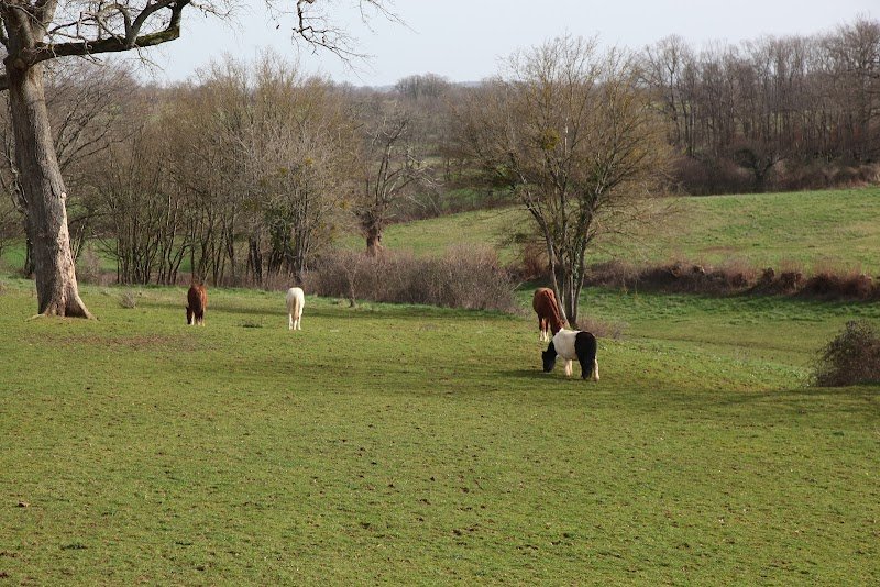 Elevage Chevaux de Gaïa - Paint et Quarter Horses - photo 3
