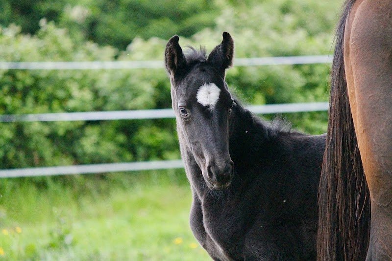Ecurie de la croix - photo 1