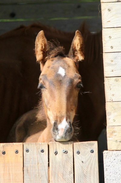 Ecurie de la croix - photo 2