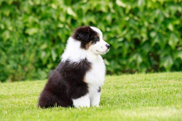 Gasmi Camille, Haras des Brumières