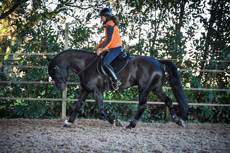 Gasmi Camille, Haras des Brumières - photo 2
