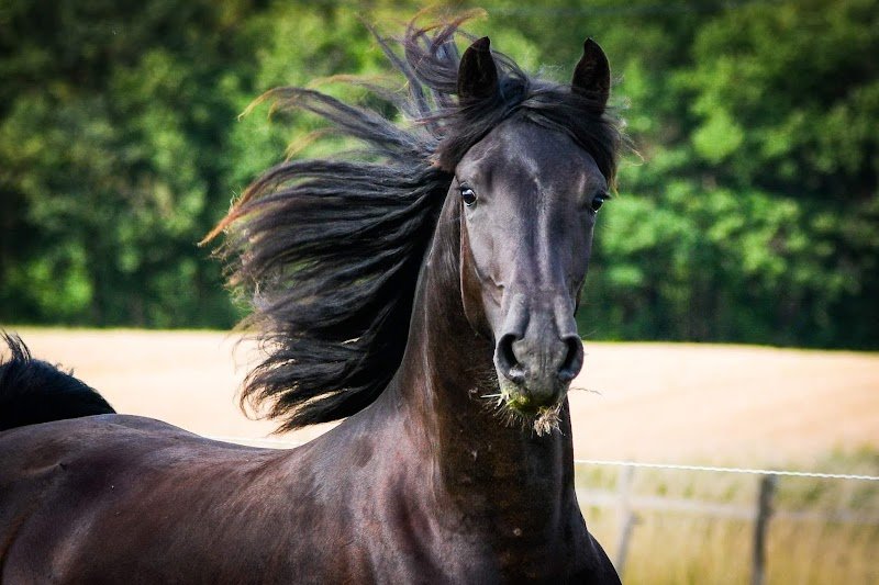 Gasmi Camille, Haras des Brumières - photo 3