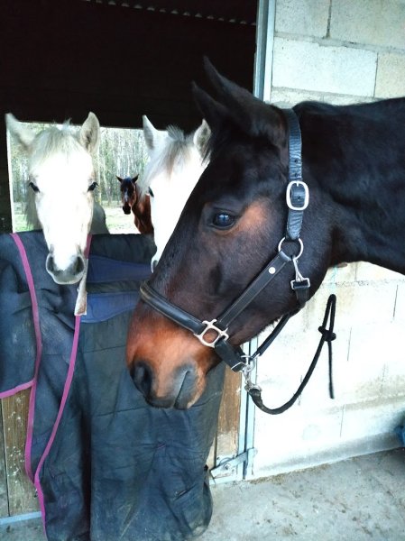 Ecuries de la Rouchouze - photo 3