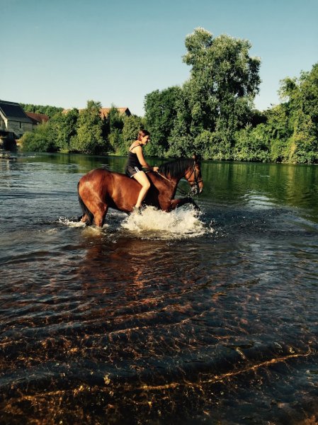 Pension pour chevaux Au Saut de la Vie - photo 2
